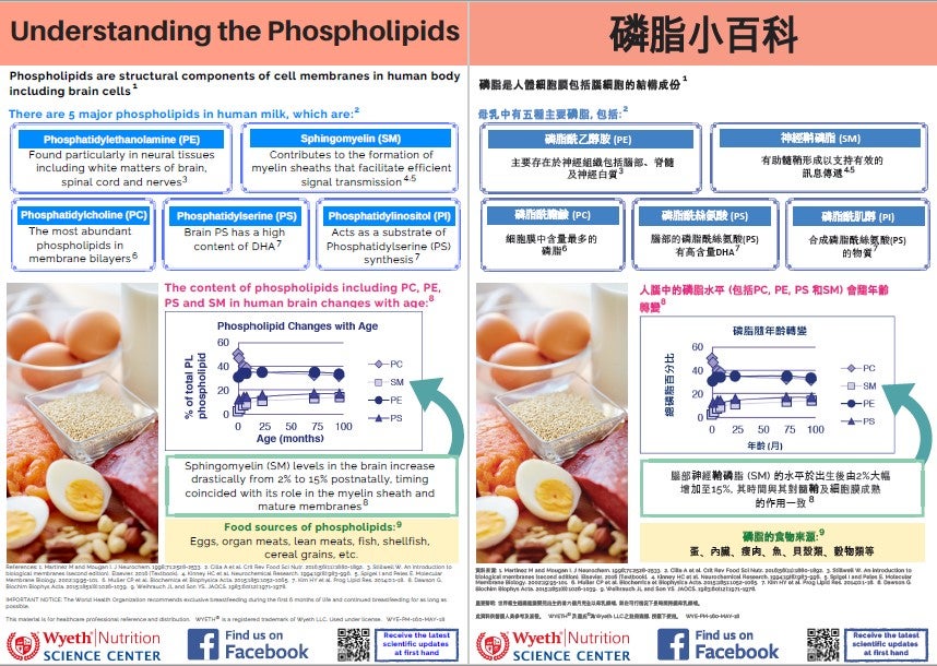What Are Some Good Food Sources Of Phospholipids Infographic – Understanding the Phospholipids | Wyeth Nutrition Science